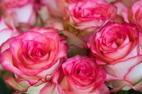 Rosor Blommor Bukett Gratis foto på Pixabay Pixabay