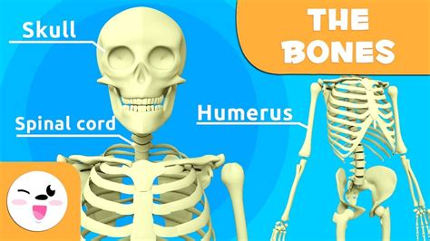 Human body activity book for kids: The Skeletal System - Educational Video about Bones for ...