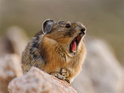 Protecting The Pikas Earthjustice