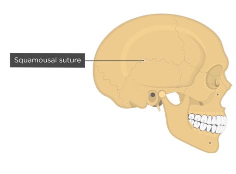 Major Sutures Of The Skull Labeled Diagram Getbodysmart