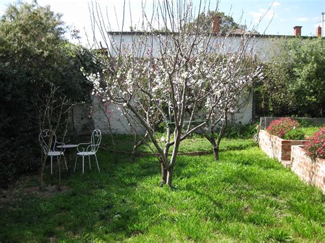 60 Hq Pictures Fruit Trees In Backyard The Five Easiest Fruit Trees