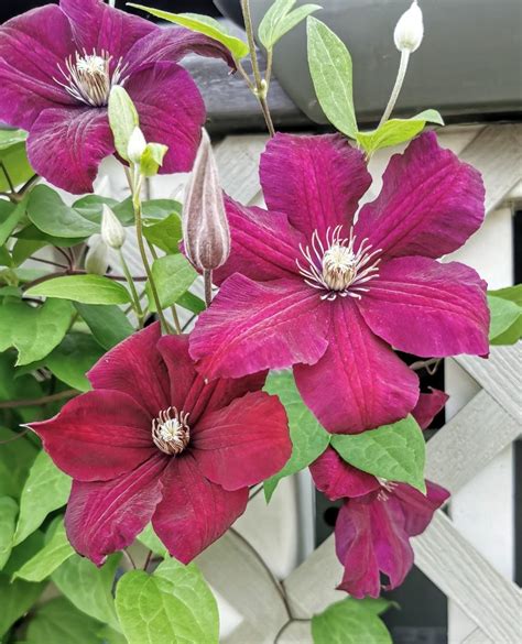 Clematis Rouge Cardinal In The Clematis Database