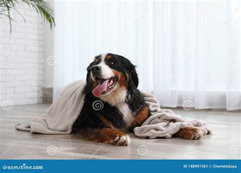 Funny Bernese Mountain Dog With Blanket On Floor Stock Image Image Of
