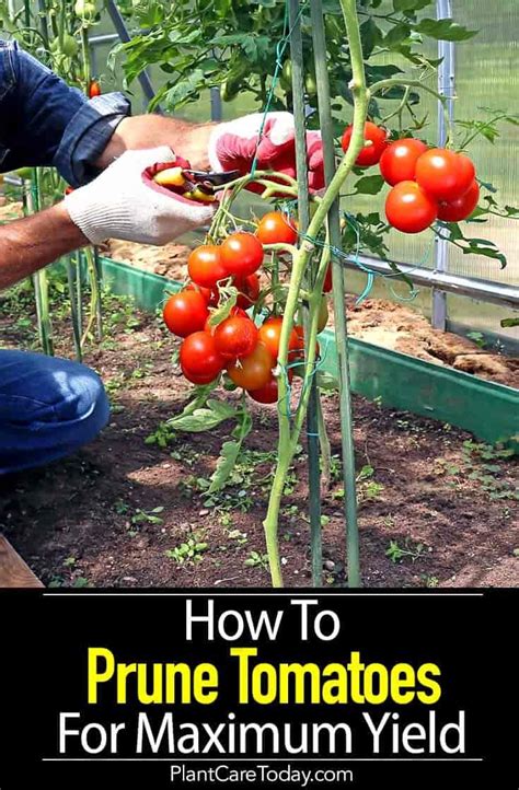 Pruning Tomato Plants How To Prune Tomatoes For Maximum Yield Artofit