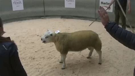 Worlds Most Expensive Sheep Sells For A Whopping £367500 Metro News