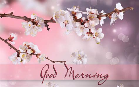 Download Good Morning Hd With Cherry Blossom Wallpaper Wallpapers Com