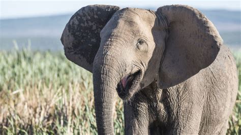 African Elephants Evolved Without Tusks After Mozambiques Civil War