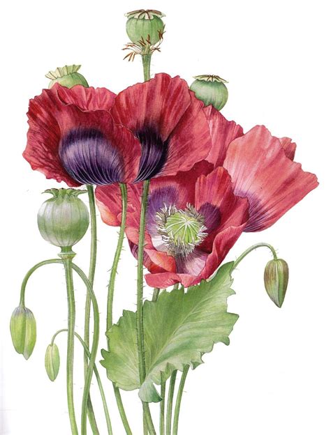 Pin By Gail Lewis On Poppies And Other Beautiful Flowers Botanical