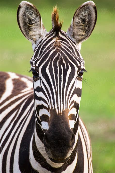 Portrait Of Zebra By Stocksy Contributor Acalu Studio Stocksy