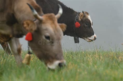 Cows With Bells Around Their Necks Graze On Ukrainian Fields And