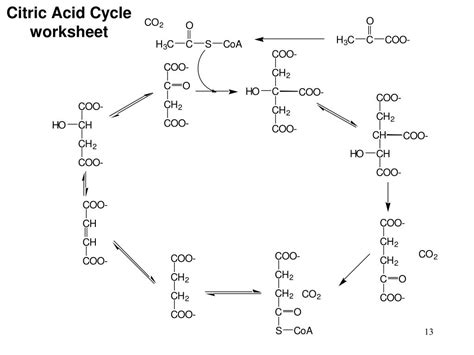 Ppt Ch 16 Citric Acid Cycle Powerpoint Presentation Free Download