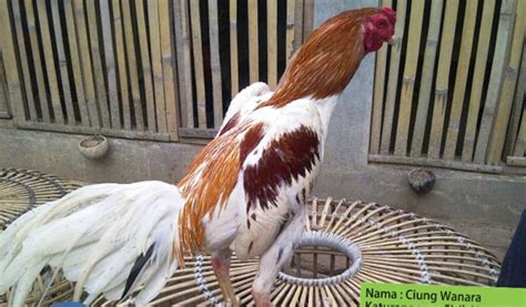 Cara Agar Ayam Bangkok Lebih Besar Dan Tinggi Maksimal