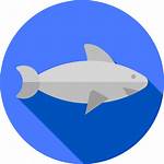 Icons Shark Flaticon Icon