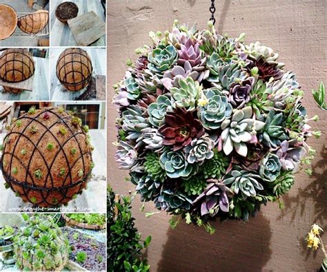 How To Make A Beautiful Succulent Sphere The Whoot Succulents Diy