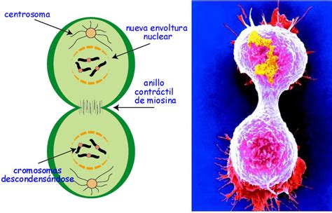 En Que Consiste La Citocinesis Abstractor
