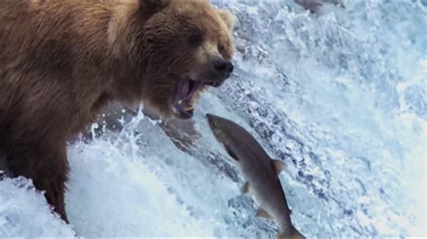 Grizzly Bears Catching Salmon Nature S Great Events Bbc Youtube