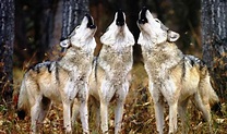El milagro ecológico de 14 lobos en el Parque Yellowstone - Planeta ...