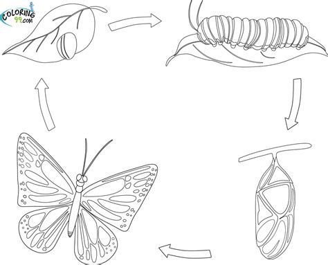 butterfly life cycle clipart black and white 20 free Cliparts | Download images on Clipground 2021