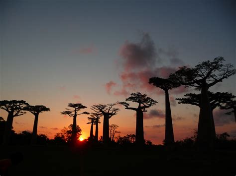 Madagascar Lallée Des Baobabs