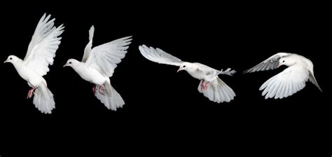Sequence Of White Dove Flying Stock Photo Download Image Now Istock