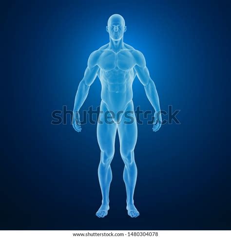 3d Rendering Muscular Human Body Stock Illustration 1480304078