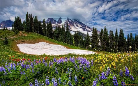 Meadow Hd Desktop Wallpapers Wallpaper Cave