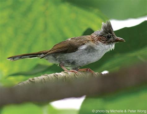 Chestnut Crested Yuhina Yuhina Everetti By Karimmadoya