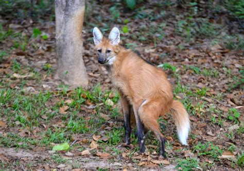 10 Leggy Facts About The Maned Wolf Mental Floss