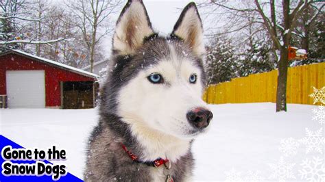 Siberian Husky Plays In Deep Snow Snow Dogs In The Snow