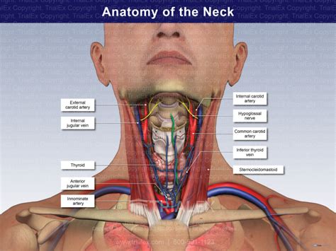 Anatomy Of The Neck Trial Exhibits Inc