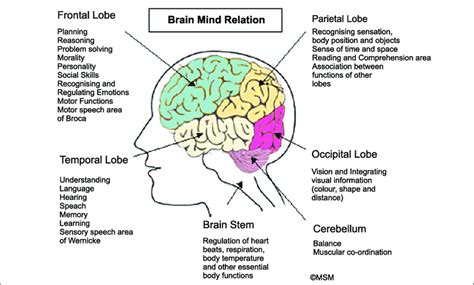 The Structure Brain Carries Out Functions Like Thinking Emotions Download Scientific Diagram
