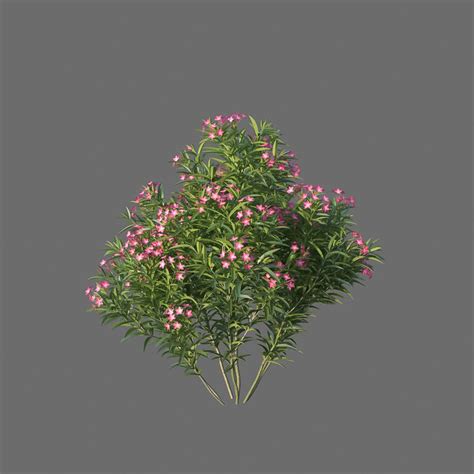Xfrogplants Nerium Oleander 3d Model Animated Cgtrader