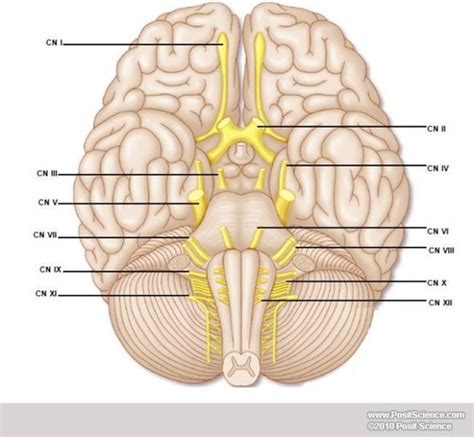 cranial nerves 1 12 flashcards quizlet