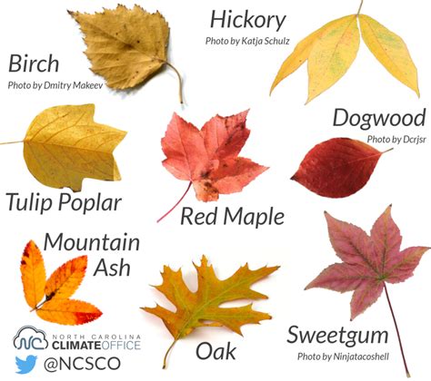 Top 9 What Color Are Leaves In The Fall