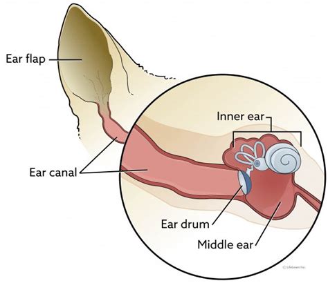 There is no confirmed cause of vestibular disease. Vestibular Disease in Cats | VCA Animal Hospital