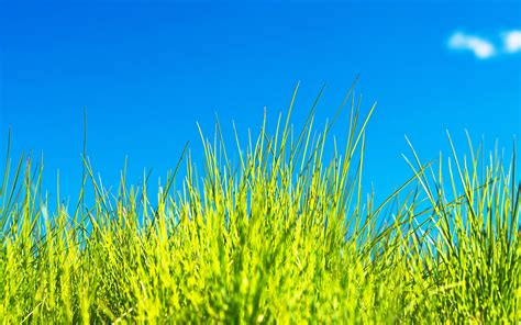 Grass Full Hd Wallpaper And Background Image 2560x1600 Id330097