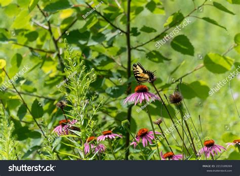 Female Eastern Tiger Swallowtail Butterfly Rests Stock Photo 2213189269