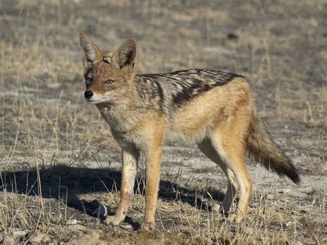 Jackal Animals Amazing Facts And Latest Pictures The Wildlife