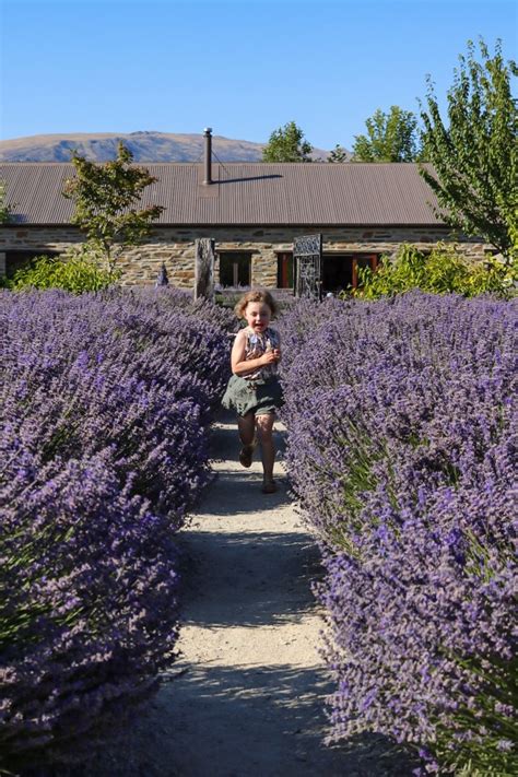Visiting Wanaka Lavender Farm Tips For The Perfect Visit Celt And Kiwi