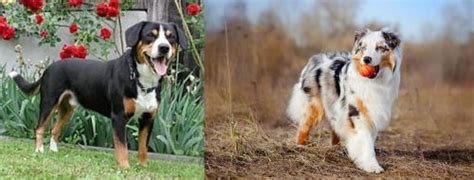 Entlebucher Mountain Dog Vs Australian Shepherd Breed Comparison