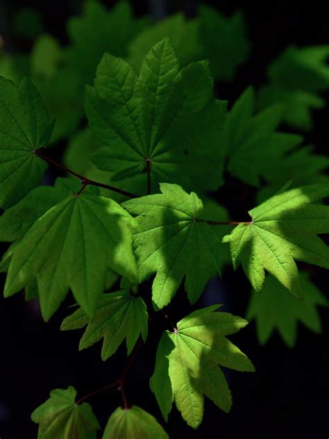 Maple Leaves Spotlight Photograph By Jerry Sodorff Pixels