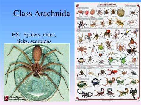 Ppt Are Arthropods Good Or Bad Provide 4 Pieces Of Specific Evidence