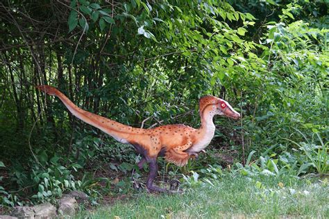 Feathered Velociraptor Life Size Replica Model Female Etsy
