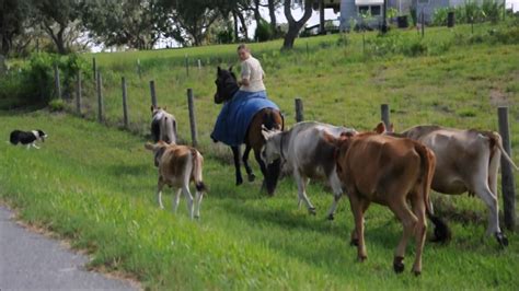 Working Border Collies From Horseback Moving Cows With