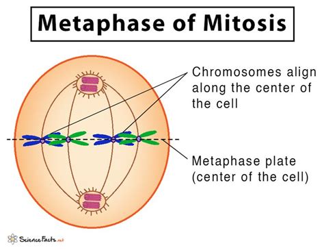 Mitosis Definition Stages Purpose With Diagram Mitosis Basic