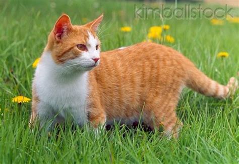 17 Best Images About Tabby Cat Pics On Pinterest Orange