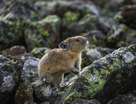 Photographing The American Pika A Tiny Indicator Of Climate Change