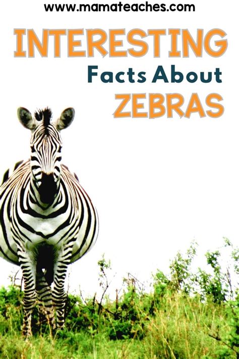 Interesting Facts About Zebras Mama Teaches