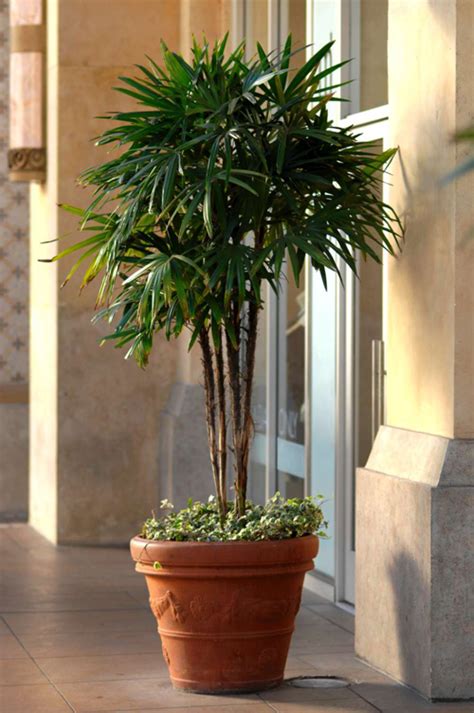 Potted Palms