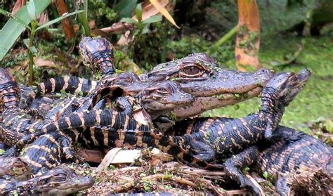 Mom And Baby Alligators Photograph By Betty Berard Pixels